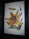 Copic-style - c. lemke -  auf  - Blumen - 