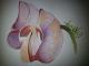 Copic-style - c. lemke -  auf  - Blumen - 