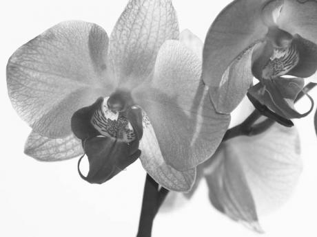 Orchidee 01 -  C.Hillinger -  auf  - Array - 