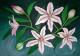 Lillien -  Labudda - Acryl auf Leinwand - Sonstiges - 