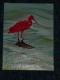 Scarlet Ibis -  NEPTUN -  auf Leinwand - Sonstiges - 