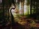 Fotokunst Wald und Honig-Spiegelwelt -  surRAelatic ART -  auf  - Sonstiges - 