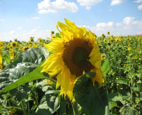 Foto Sonnenblumenfeld -  Dianas -  auf  - Array - 