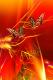 Fire Dance - Hariette HarietteH -  auf  - Sonstiges - 