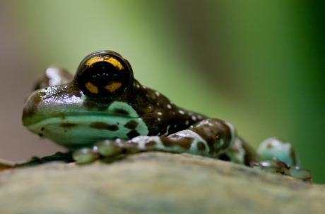 Baumhöhlenlaubfrosch - Ursula Di Chito -  auf  -  - 