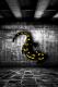 Salamander Salamander