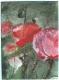 Mohn-Gras (2000) Helmut Herzog - Helmut Herzog - Aquarell-Tinte-Tusche auf Papier - Sonstiges-Mohn - 