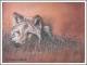 Autumn Wolf - Karin Schnabl - Pastell auf  - Sonstiges - 