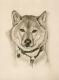 Shiba Inu Jocky - Karin Schnabl - Karin Schnabl - Bleistift auf Papier - Sonstiges - 