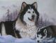 MALAMUTE  mit WELPE - Karin Schnabl - Ãl auf Leinwand - Sonstiges - 