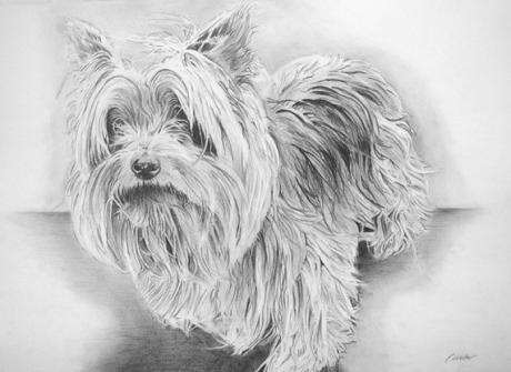 Yorkshire Terrier Portrait (2004) Stefan Weber - Stefan Weber - Array auf  - Array - 