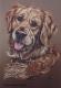 Golden Retriever Chess (2000) Janette Herlinger - Janette Herlinger - Pastell-Kohle auf  - Sonstiges - 