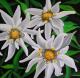 Edelweiss (2005) -  Dida - Acryl auf Leinwand - Sonstiges - 