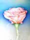 Rose 2 (2005) - Artur Marta - Pastell auf Papier - Sonstiges-Rosen - 