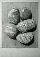 Five Pebbles - Dietrich Moravec - Bleistift auf  - Stillleben - 