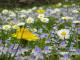 FrÃ¼hling aus der Perspektive eines Osterhasen ;) - Wolfgang Bergter - - auf Leinwand - Blumen-FrÃ¼hling-Sonne - 