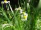 GÃ¤nseblÃ¼mchen - Simone M. -  auf  - Garten-Wiese-FrÃ¼hling - 