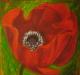 Mohnblume - Monika Ciesielski - Acryl auf Leinwand - Mohn - 