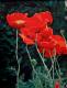 roter Mohn