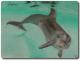 TierART Delphin - Askara Jinn - Kreide auf  - Fische-Meer - 