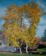 Im Hof - Serge Bego - Acryl auf Leinwand - Landschaft - 