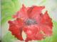 ---roter Mohn - Astrid PÃ¼tsch - Acryl auf Hartfaser - Mohn - 