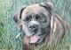 Boxer im Gras - Nicole Zeug - Farbstift auf  - Hunde - 