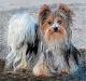 Biever Yorkshire Terrier 2 - Gabriele Nedilka - Mischtechnik auf  - Hunde-Landschaft-Freude-Harmonie-Hoffnung-Liebe-StÃ¤rke-Zuneigung - 