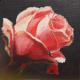 Rose auf Schwarz - ingrid wenz-gahler - Acryl auf Leinwand - Natur - 