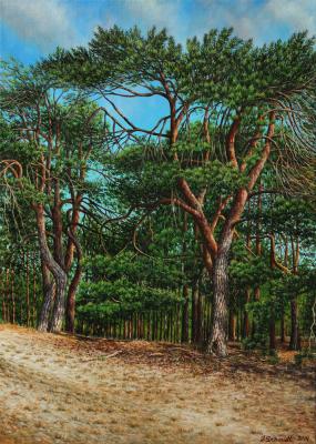 Kiefern - Jürgen Schmidt - Array auf Array -  - Array